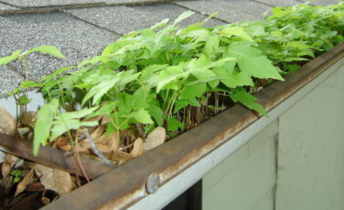 Gutter cleaning in Grand Rapids